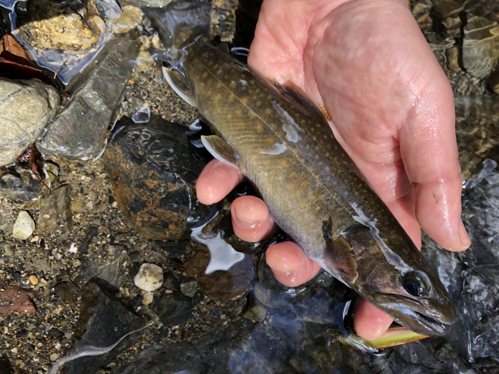 年の渓流釣り 青梅のヤマメに告ぐ 渓流から海まで釣りたおす