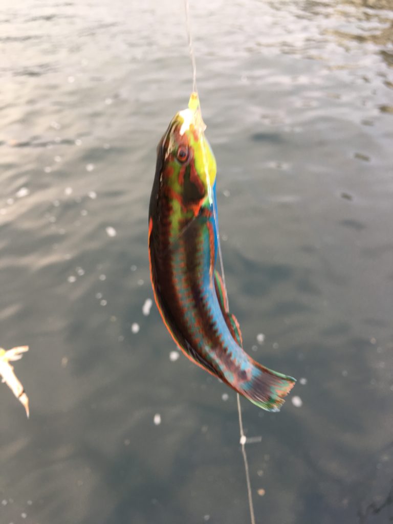 ベラを食べよう 実はとても美味しい魚です 青梅のヤマメに告ぐ 鮎 渓流 ウナギ ルアー 堤防 ボート釣り